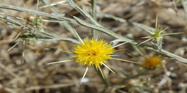 Noxious Weeds
