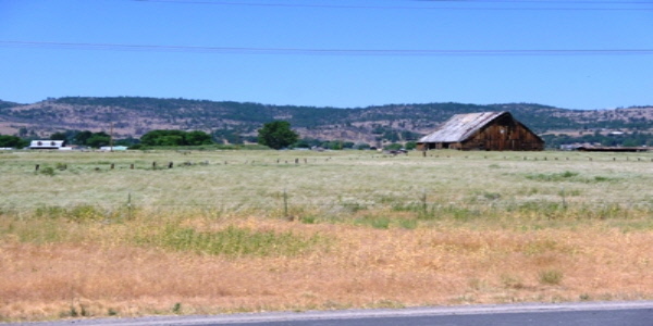 Perennial Pepperweed Infestation Perennial Pepperweed Infestation
