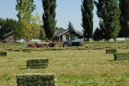 Certified Weed Free Hay Bales Certified Weed Free Hay Bales