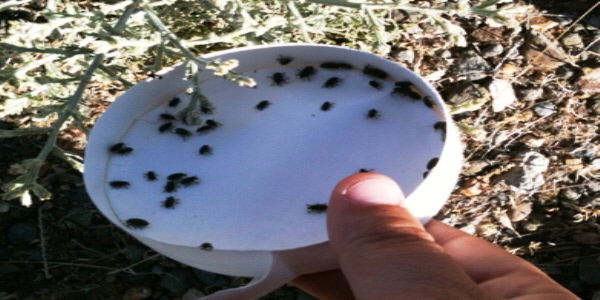 Knapweed Flower Weevil Biological Control Release Knapweed Flower Weevil Biological Control Release