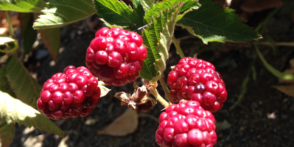 Specialty Crop Block Grant Program
