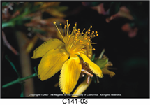 Common StJohnswort Flower 215x150