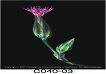 Common Crupina Flower 215x150