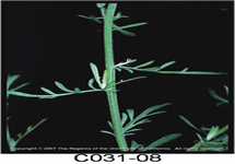Diffuse knapweed Leaves and stem