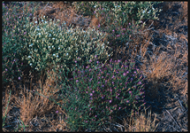 Diffuse knapweed - Centaurea diffusa