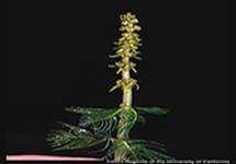 Eurasian Watermilfoil Flower 215x150