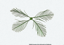 Eurasian Watermilfoil Leaf 215x150