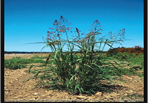 Johnsongrass Plant 215x150