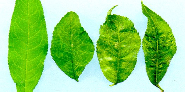 Plant Pathology