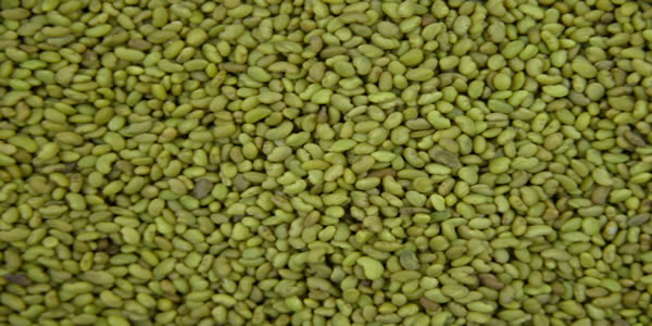 Seed Certification
