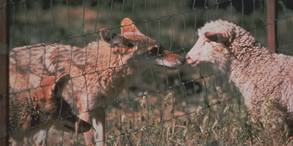 Wildlife Services Wildlife Services