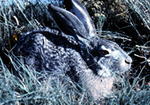 Jackrabbits & other hares