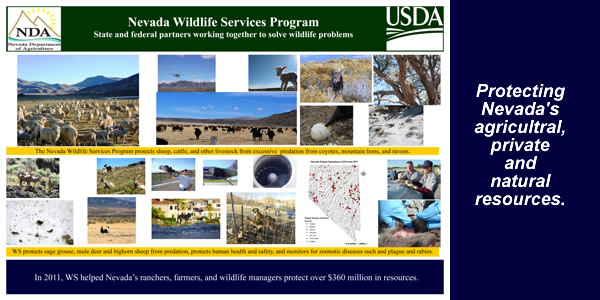 Nevada Wildlife Services