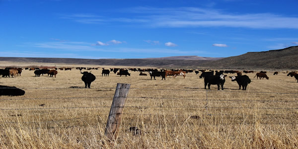 Range Cattle