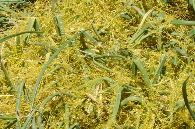 Dodder can affect crops like onions and is commonly found in open desert environments.