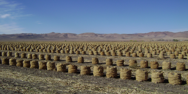 Nevada Onion Harvest