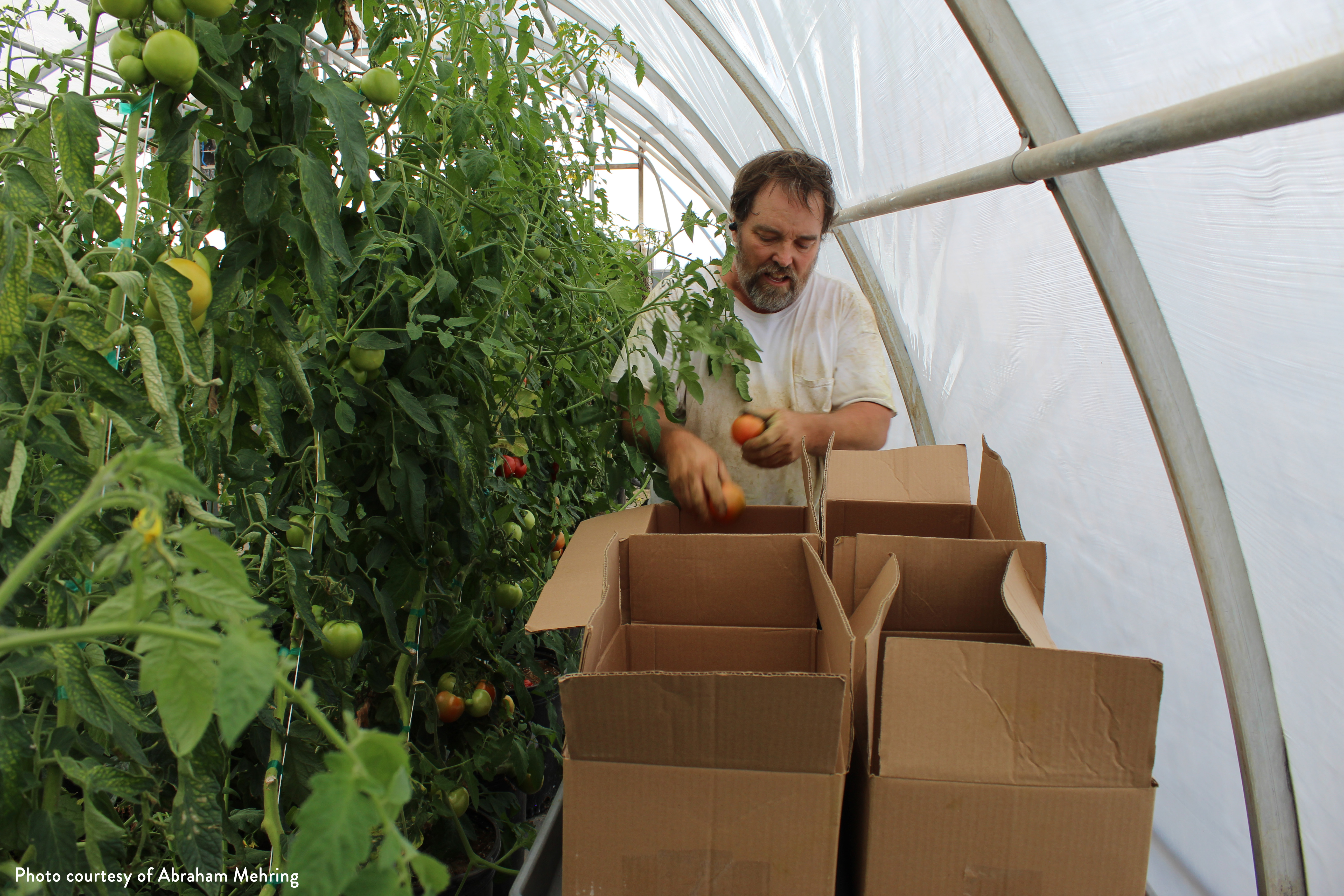 Rodney Mehring of Blue Lizard Farms in Caliente, Nev. harvests tomatoes for the first Home Feeds Nevada delivery. 