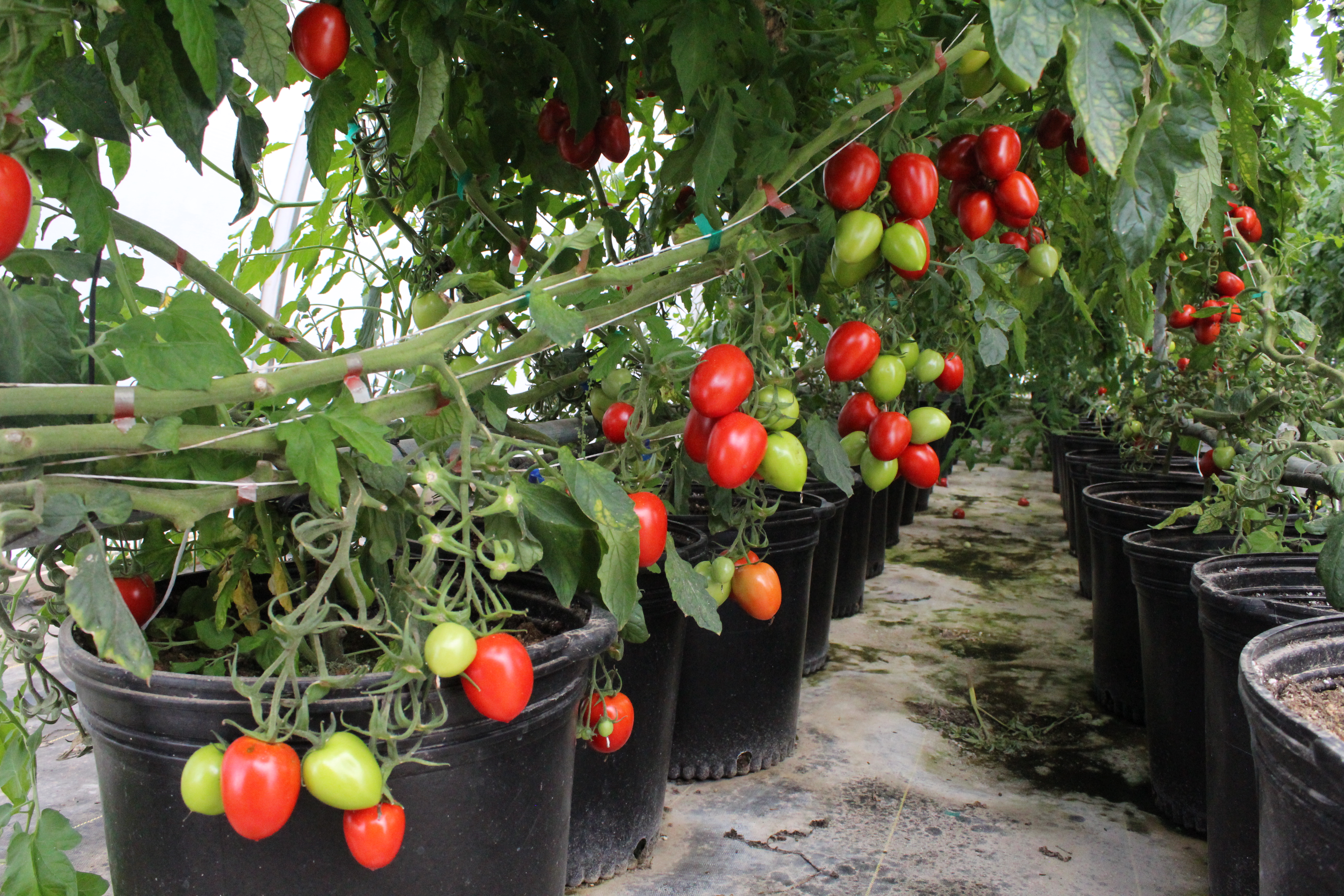 Tomatoes at Blue Lizard Farms hang on the vine as they begin harvest for the first Home Feeds Nevada delivery. 