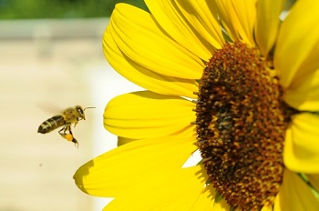 Honey Bee and Sunflower
