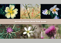 Nevada Noxious Weed Field Guide
