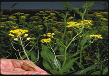 Austrian Fieldcress Plant Flowering 215x150
