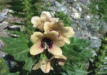 Black Henbane Flower