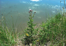Canada thistle - Cirsium arvense