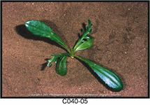 Common crupina rosette