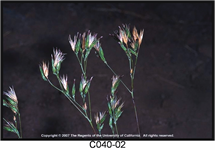 Common Crupina Seed Head 215x150