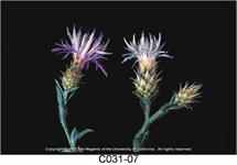 Diffuse knapweed Flower