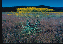 Dyer's woad mature plant