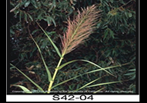 Giant Reed Flower