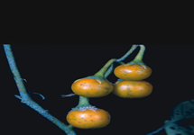 Horsenettle Fruit
