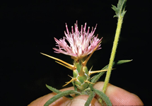 Iberian Starthistle Flower