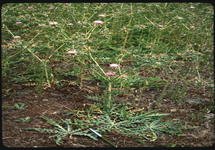 Iberian starthistle Centaurea iberica