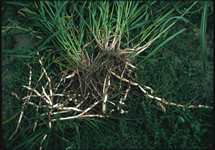 Johnsongrass Root