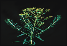 Leafy spurge - Euphorbia esula