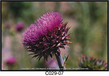 Musk Thistle Flower 215x150