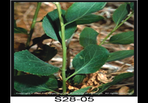 Perennial Pepperweed Leaves Stem 215x150