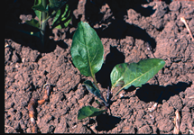 Perennial Pepperweed Seedling 215x150