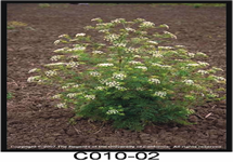 Poison-hemlock Plant Mature 215x150