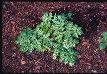 Poison-hemlock Plant Young 215x150
