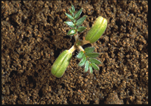 Puncturevine Seedling 215x150