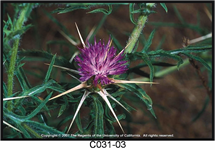 Purple Starthistle Flower 215x150