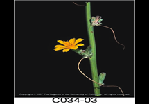 Rush Skeletonweed Flower 215x150