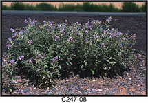 Silverleaf Nightshade Solanum Elaegnifolium