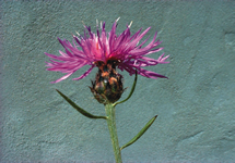 Spotted Knapweed Flower 215x150