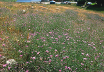 Spotted Knapweed Infestation 215x150