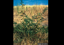 Swainsonpea Plant 215x150