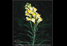 Yellow Toadflax Flower 215x150